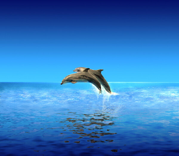 Dolphins