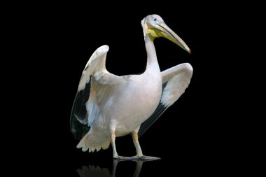 Beyaz Pelikan - pelecanus
