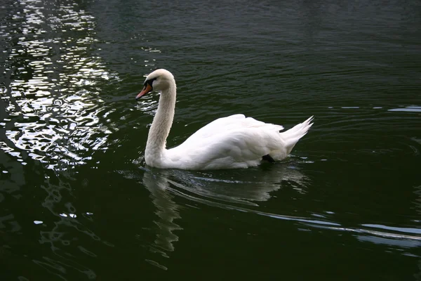 Cigno nello stagno — Foto Stock