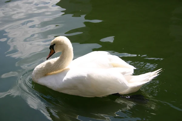 池の白鳥 — ストック写真