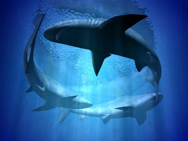 Lemon Shark — Stock Photo © thediver123 #5004432