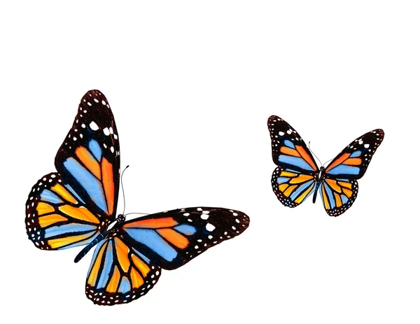 Butterfly — Stock Photo, Image