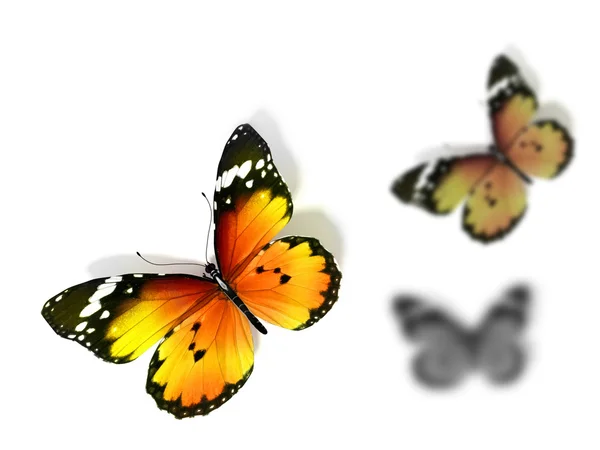 Mariposa. — Foto de Stock