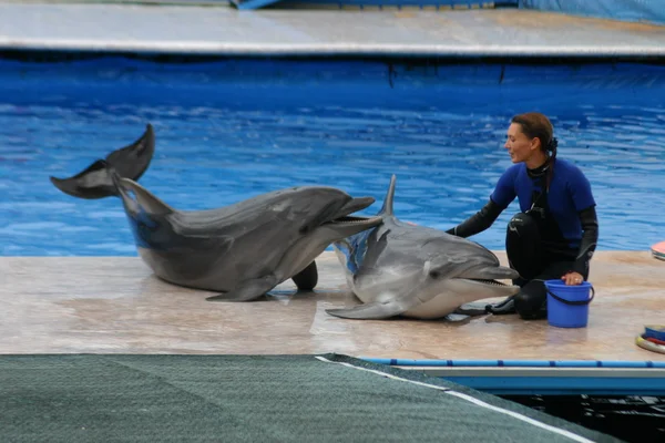 Golfinhos e menina — Fotografia de Stock