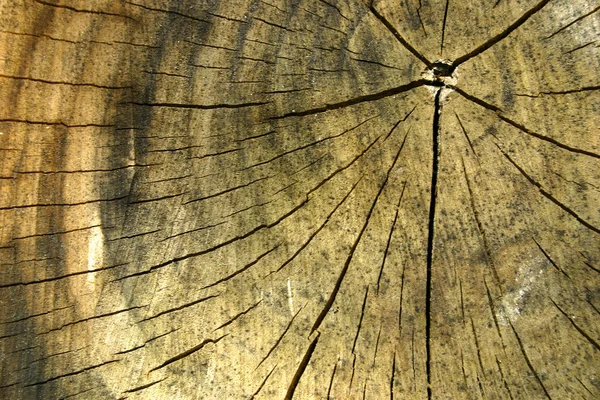 Hölzerner Hintergrund — Stockfoto