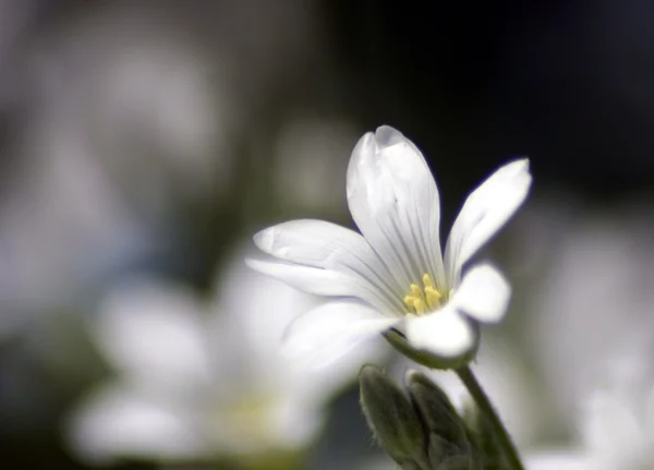 Flor — Fotografia de Stock