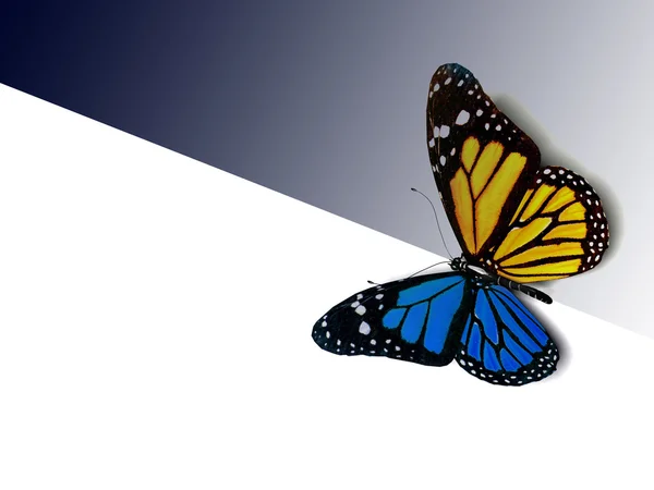 Butterfly — Stock Photo, Image