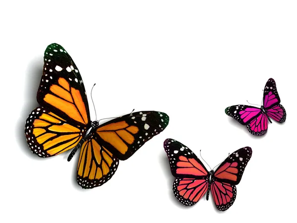 Butterfly — Stock Photo, Image