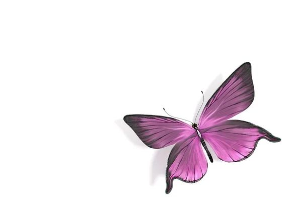 Butterfly — Stock Photo, Image