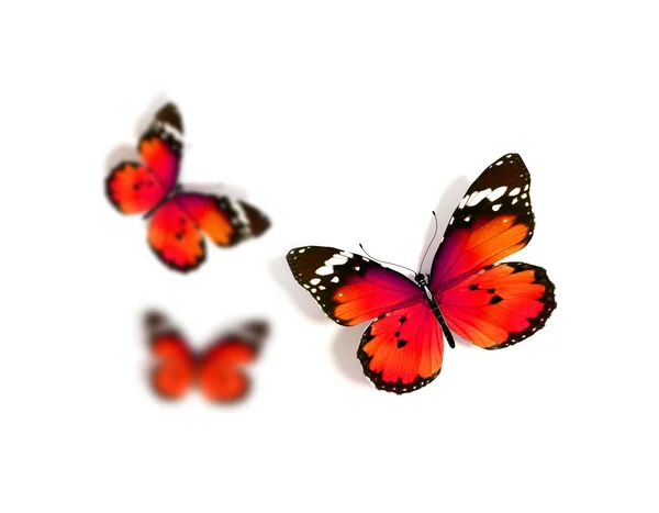 Butterfly — Stock Photo, Image