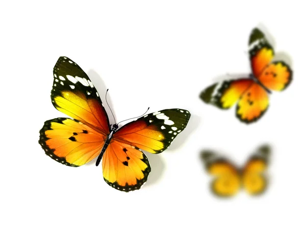 Butterfly — Stock Photo, Image