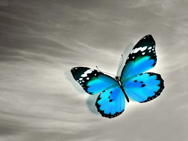 Butterfly — Stock Photo, Image