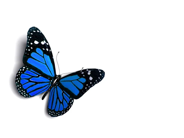 Butterfly — Stock Photo, Image