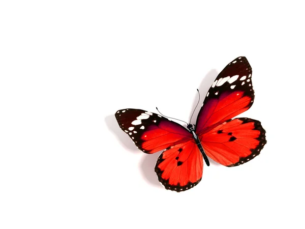 Papillon — Photo