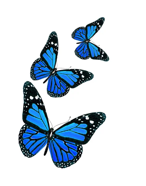 Butterfly — Stock Photo, Image