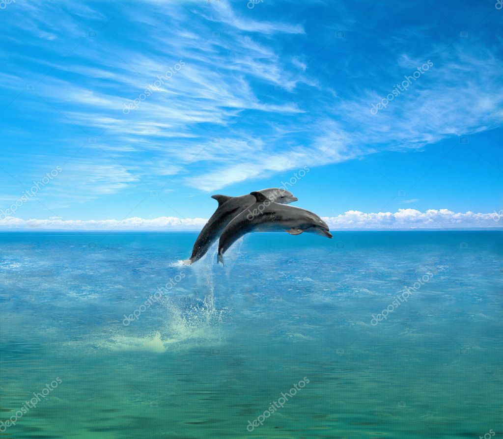 Dolphins Stock Photo by ©ArchManStocker 13323888