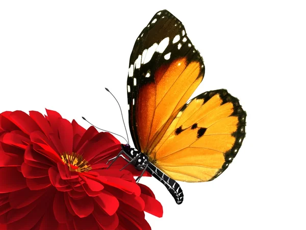 Isolated Butterfly — Stock Photo, Image