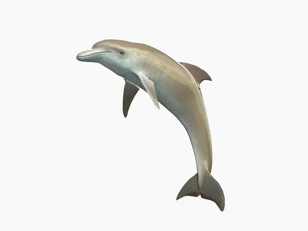 HI res Dolphins isolated on a white background — Stock Photo, Image