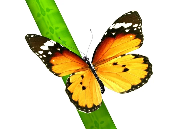 Isolierter Schmetterling — Stockfoto