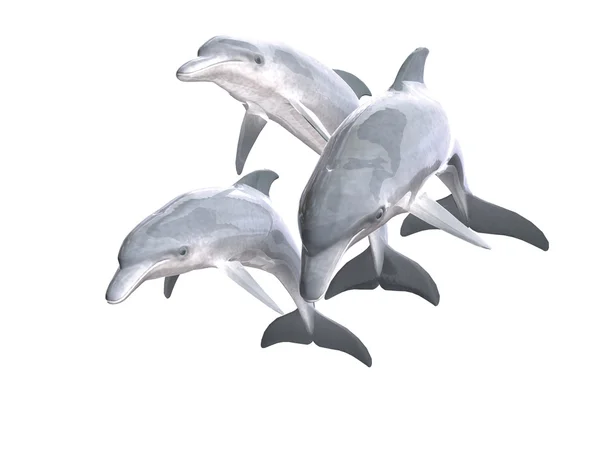 HI res Dolphins isolated on a white background — Stock Photo, Image