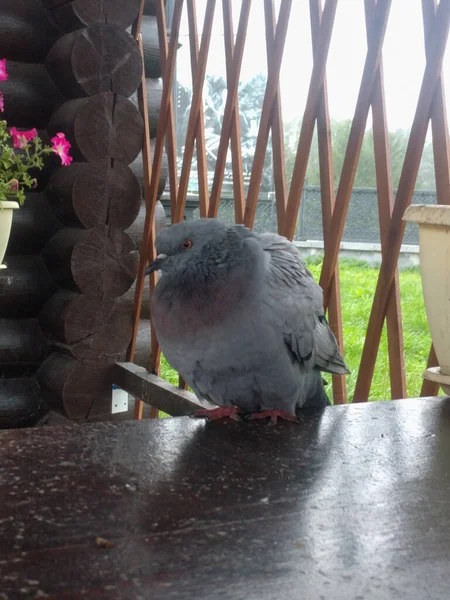 Gros Plan Pigeon Gris Assis Sur Une Table — Photo