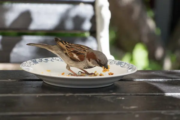 Vederea Unei Vrabii Care Mănâncă Firimituri Dintr Farfurie — Fotografie, imagine de stoc