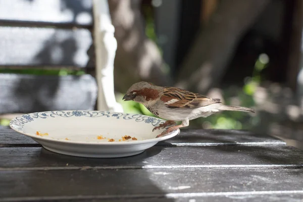 View Sparrow Eating Crumbs Plate — Stock Photo, Image