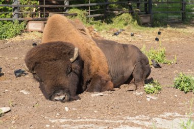 Yerde yatan bir bizonun görüntüsü. Kaliningrad hayvanat bahçesinde vahşi yaşam, Rusya.