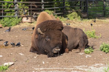 Yerde yatan bir bizonun görüntüsü. Kaliningrad hayvanat bahçesinde vahşi yaşam, Rusya.