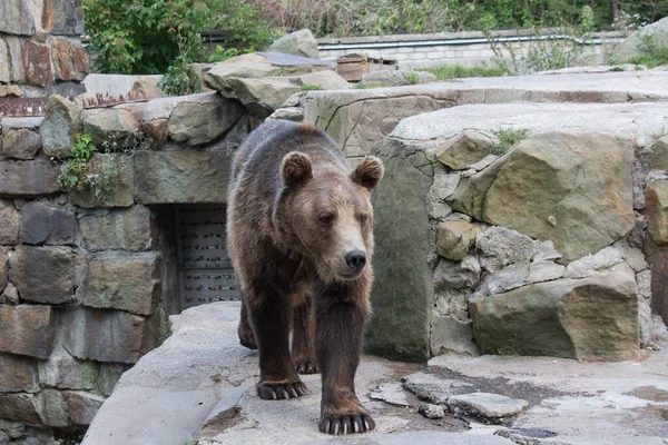 Egy Medve Látványa Kalinyingrádi Állatkertben Oroszországban — Stock Fotó
