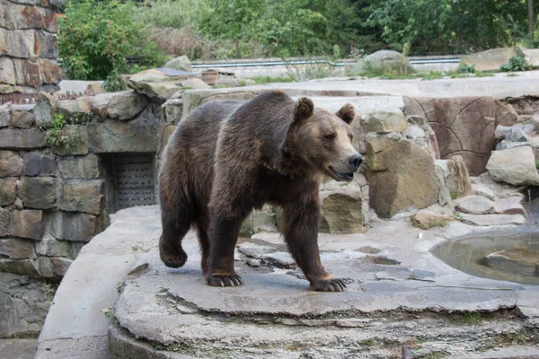 Egy Medve Látványa Kalinyingrádi Állatkertben Oroszországban — Stock Fotó