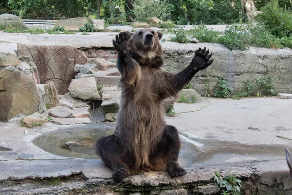 Vista Ravvicinata Orso Che Intrattiene Pubblico Nello Zoo Kaliningrad Russia — Foto Stock