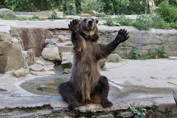 Widok Bliska Niedźwiedzia Zabawiającego Publiczność Ogrodzie Zoologicznym Kaliningradzie Rosja — Zdjęcie stockowe