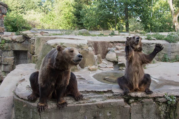 Вигляд Двох Ведмедів Розважають Громадськість Калінінградському Зоопарку Росія — стокове фото