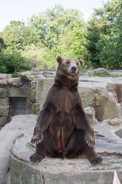 Die Nahaufnahme Eines Bären Der Die Öffentlichkeit Zoo Kaliningrad Russland — Stockfoto