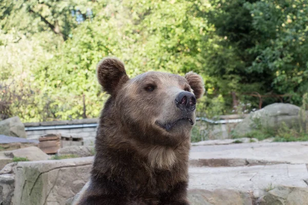 Közeli Kilátás Egy Medve Kalinyingrádi Állatkert Oroszország — Stock Fotó