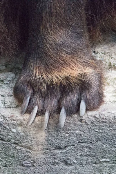 Widok Bliska Niedźwiedziej Łapki Dużymi Pazurami — Zdjęcie stockowe