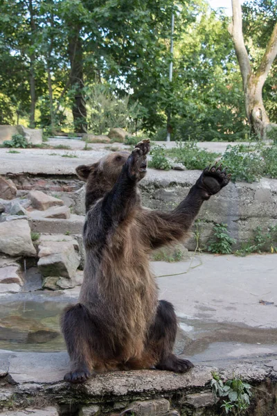 Közeli Kép Egy Medve Szórakoztató Nyilvánosság Kalinyingrádi Állatkert Oroszország — Stock Fotó