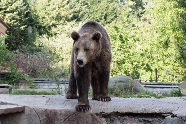 View Bear Kaliningrad Zoo Russia — Stock Photo, Image