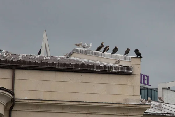 View Typical Cormorants Shags Gulls Roof — Stok fotoğraf