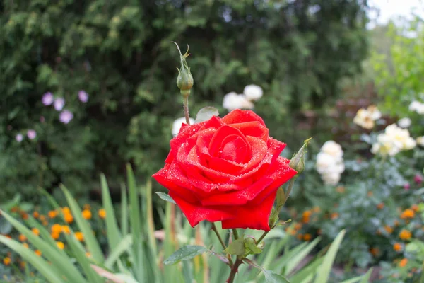 薔薇の蕾の赤いバラ トップ ビューのクローズ アップ表示 — ストック写真