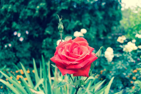 Nahaufnahme Einer Roten Rose Draufsicht Einer Rosenknospe — Stockfoto