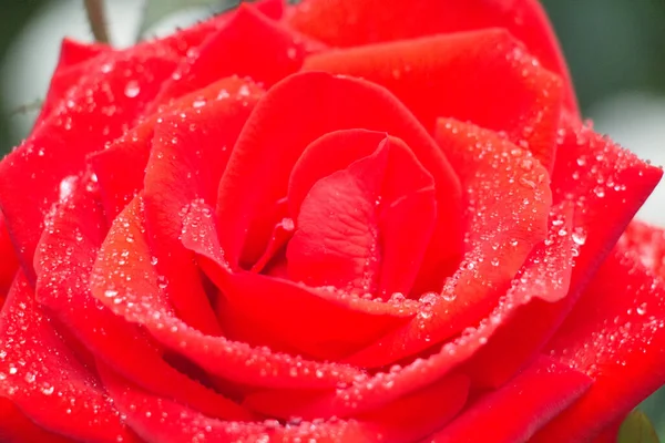 Close Van Een Rode Roos Top Uitzicht Een Rose Bud — Stockfoto