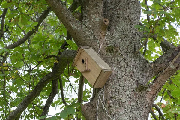 View Wooden Bird House Tree Trunk — 스톡 사진