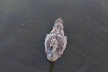 The view of a swan duckling in a lake.