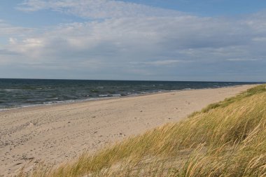 The view of the sea, sand dune and ears of corn, Curonian Spit, Kaliningrad Oblast, Russia.