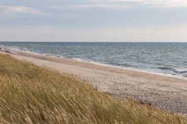 The view of the sea, sand dune and ears of corn, Curonian Spit, Kaliningrad Oblast, Russia.