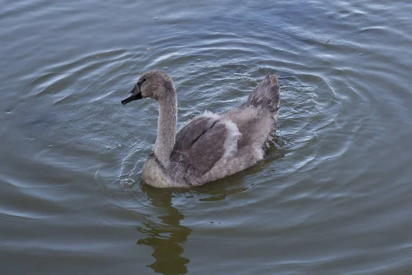 View Swan Duckling Lake — Stockfoto