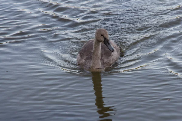 View Swan Duckling Lake — Stockfoto