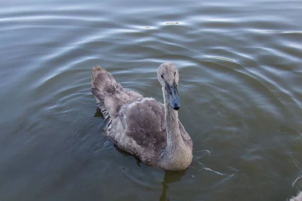 View Swan Duckling Lake — Fotografia de Stock